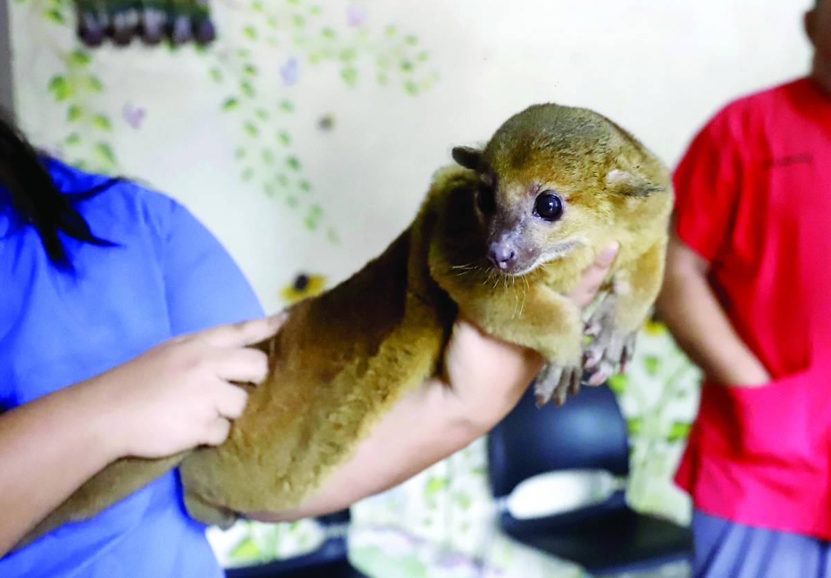 Aumenta presencia de animales silvestres en zonas residenciales
