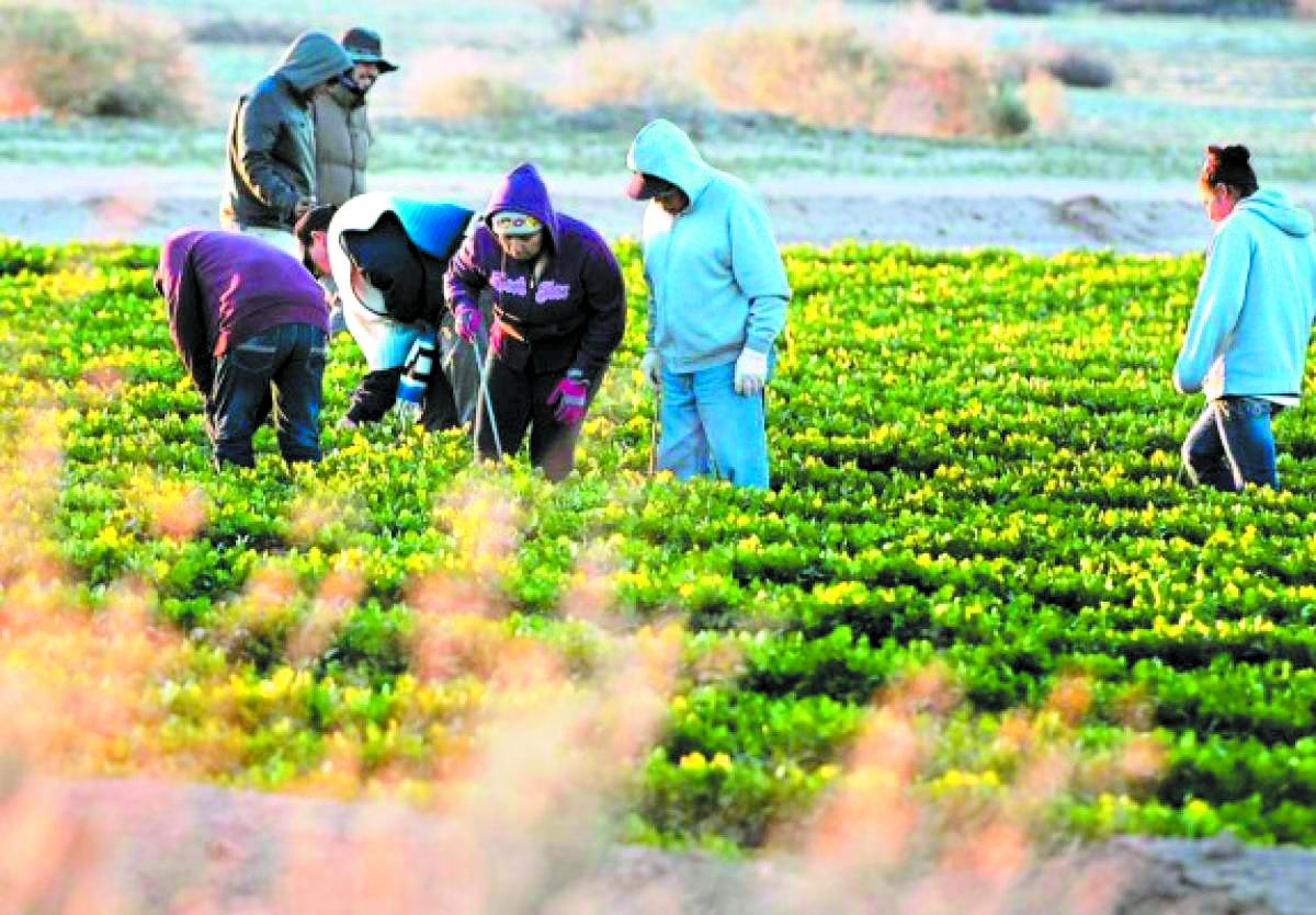 Apenas el 2% de los migrantes hondureños que el BCH consultó en la encuesta de agosto de 2024 respondió que trabajan en actividades agrícolas, sobre todo en Estados Unidos.