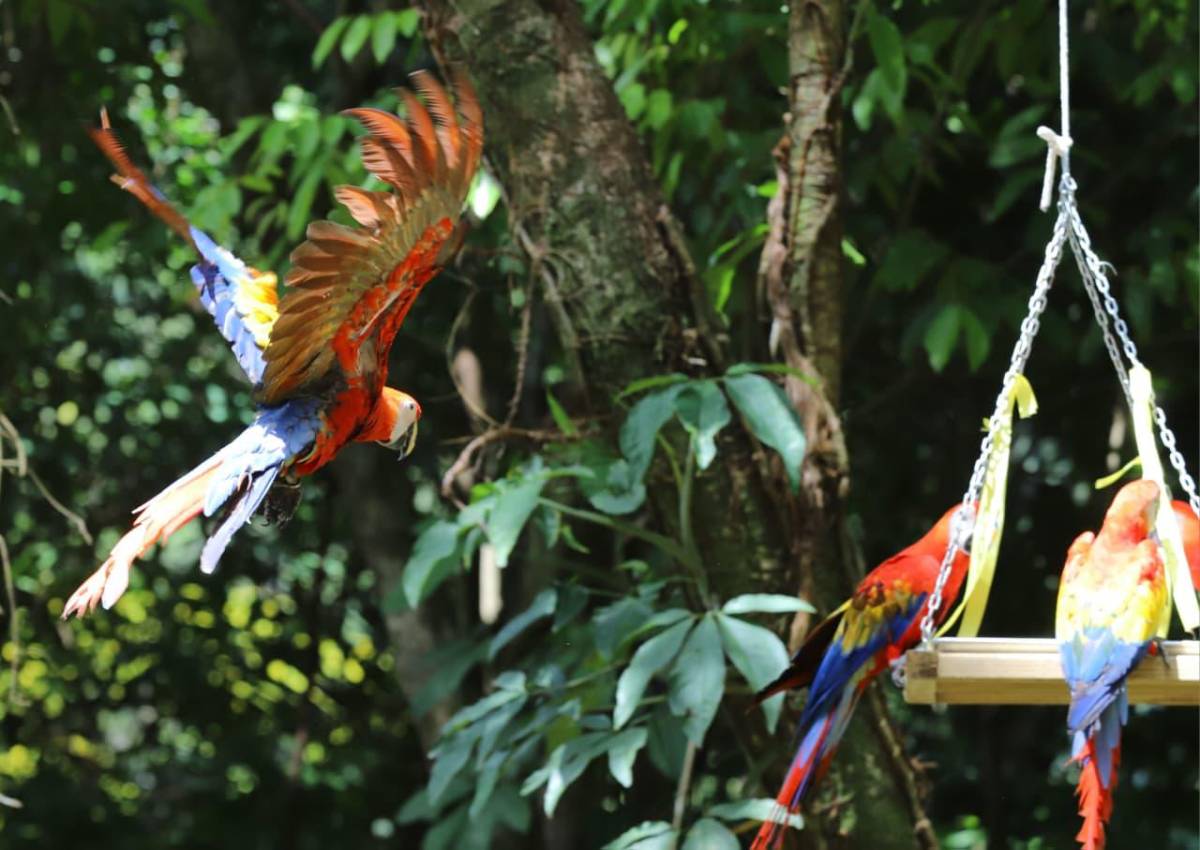 Así vivió La Ceiba la segunda liberación de guacamayas rojas en el río Cangrejal