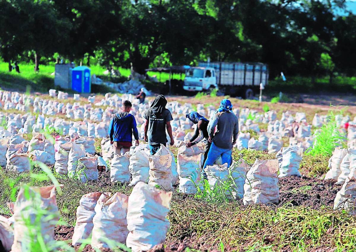 Préstamo de $100 millones será para atender al sector agrícola