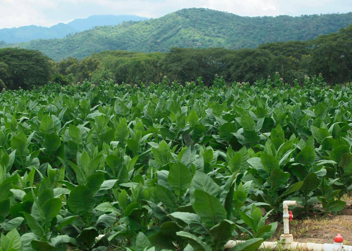 Hombres armados ahora invaden tierras en la región oriental del país