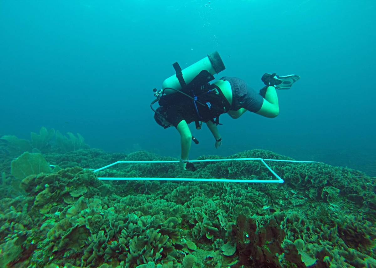 Crearán en Tela un banco genético de coral para recuperar los arrefices