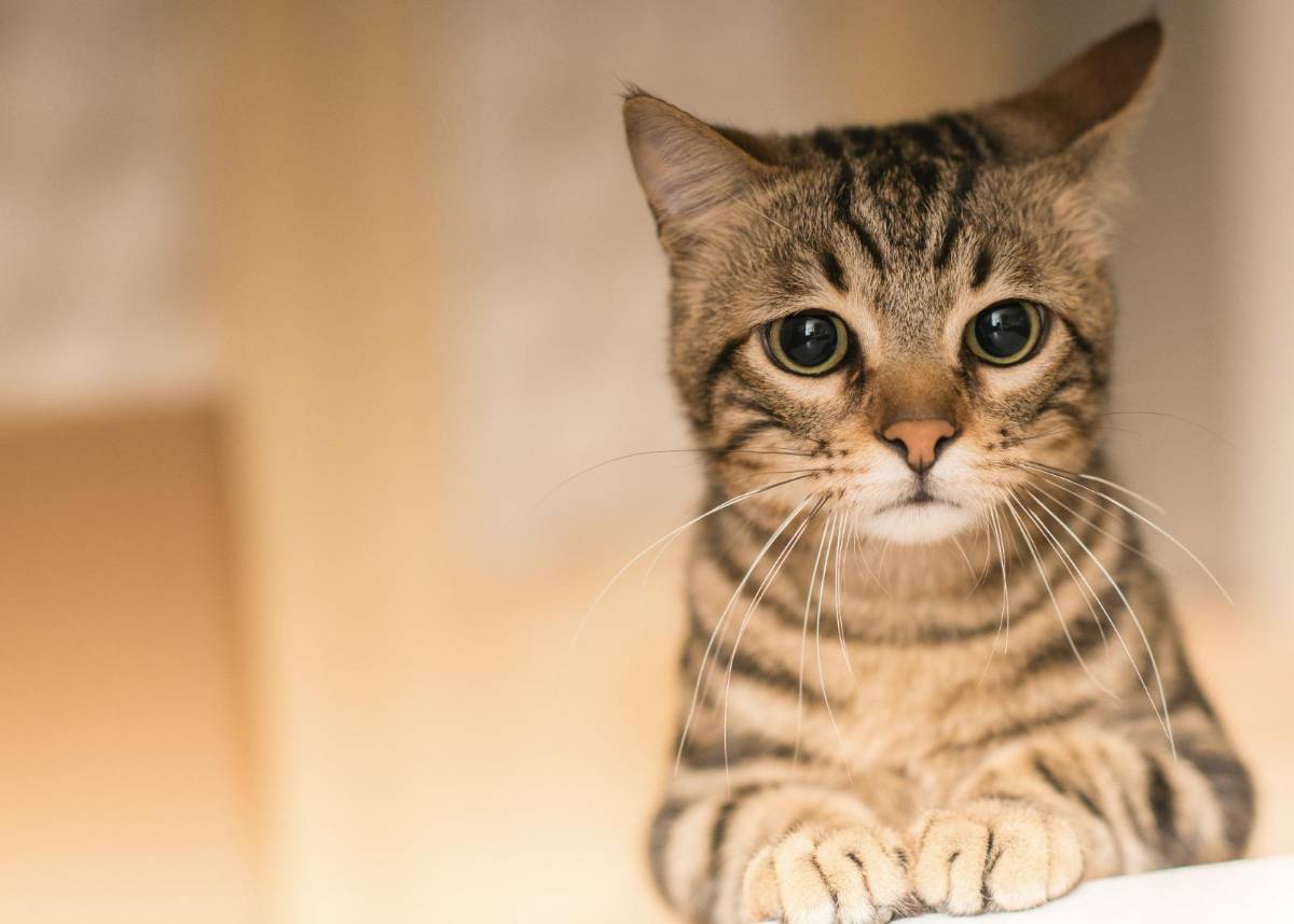 ¡Alerta! estas son las señales de que un gato podría morir pronto