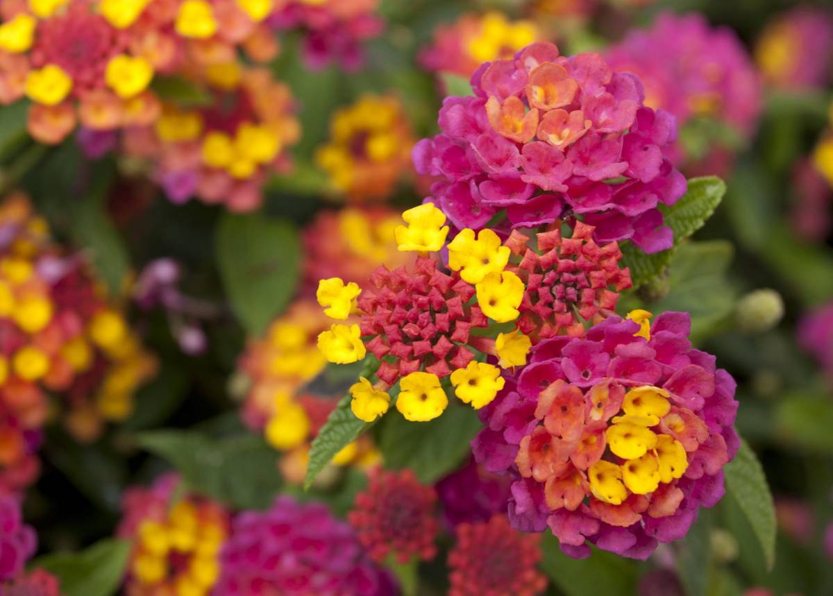 ¡Fascinación por las Plantas!: Los 10 tipos de flores que mejor se adaptan al calor