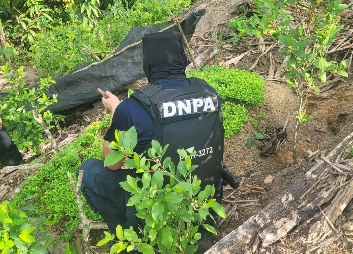 Hallan plantación de hoja de coca y narcolaboratorio en Azacualpa, Santa Bárbara