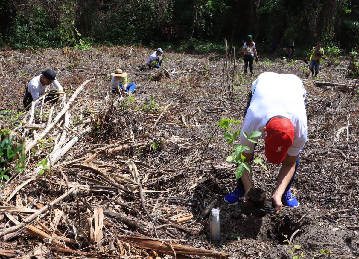 Piden a los sampedranos unirse a estos megavoluntariados..