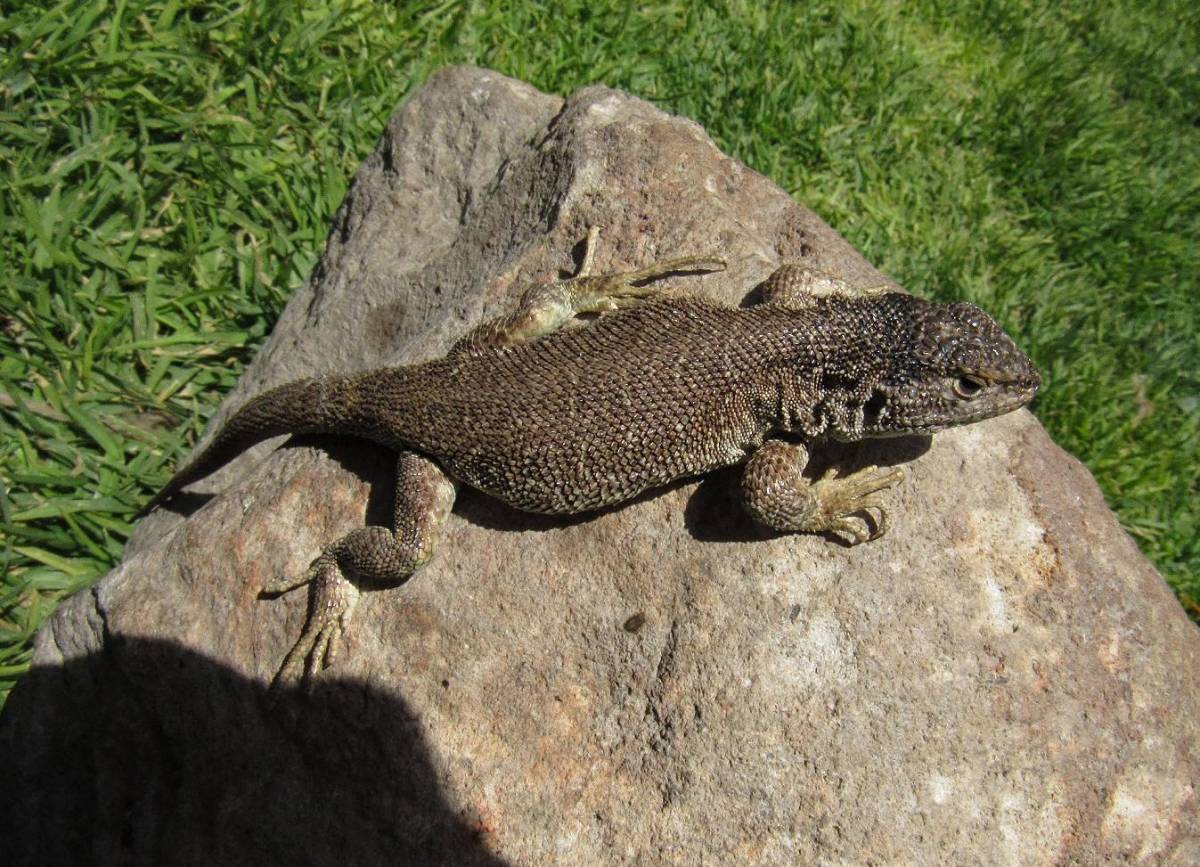 Liolaemus warjantay, la nueva y rara especie de lagartija descubierta en Perú