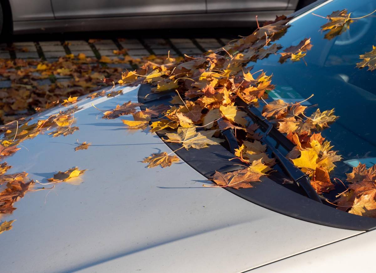 Antes de salir de casa, revisa tu coche y retira toda la suciedad y hojas que hayan caído sobre él.