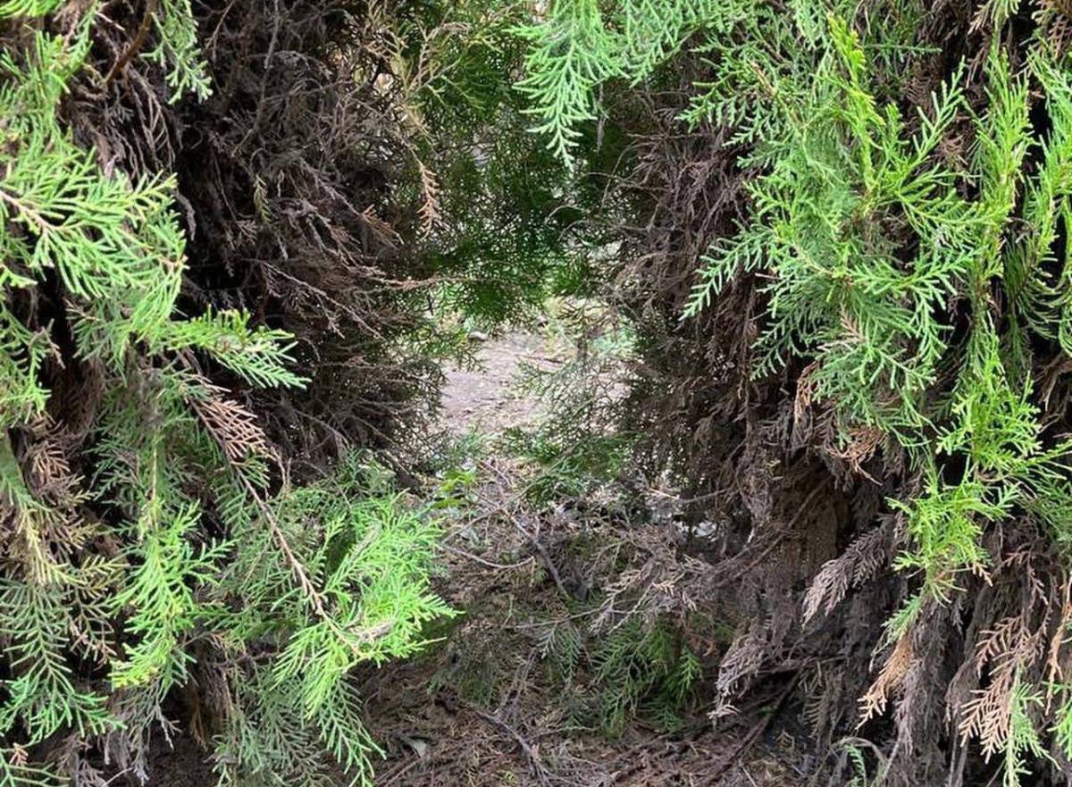 Turistas atravesaron las barreras del laberinto y dañaron algunos arboles.