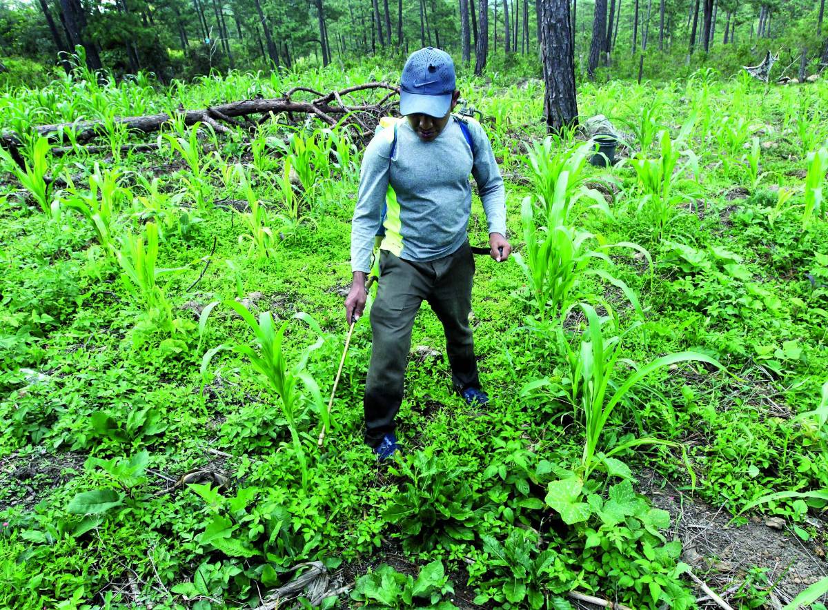 Poder Ejecutivo autoriza compra directa de granos básicos