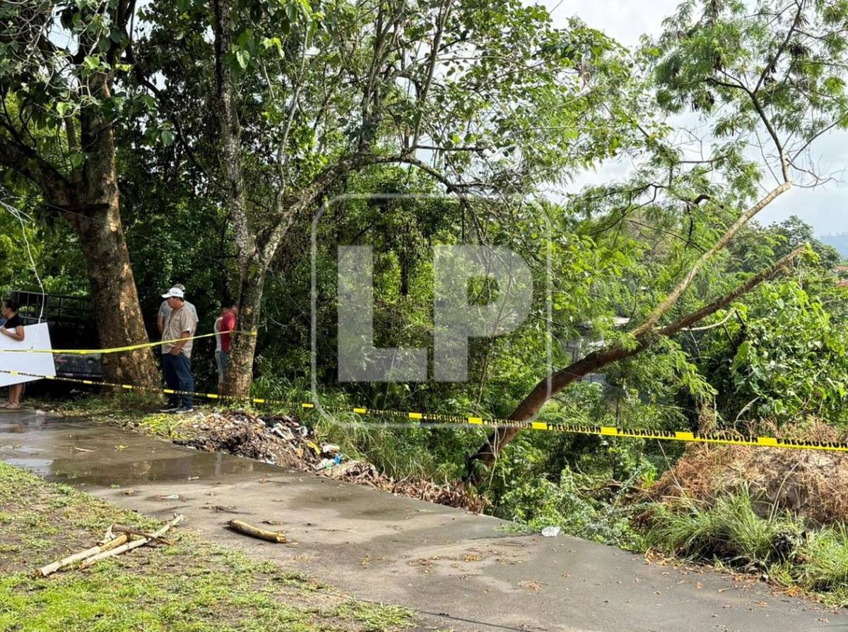 Árbol cae y mata a lavador de carros mientras dormía en los bordos de Río Blanco