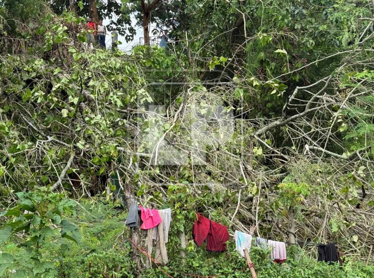 Árbol cae y mata a lavador de carros mientras dormía en los bordos de Río Blanco