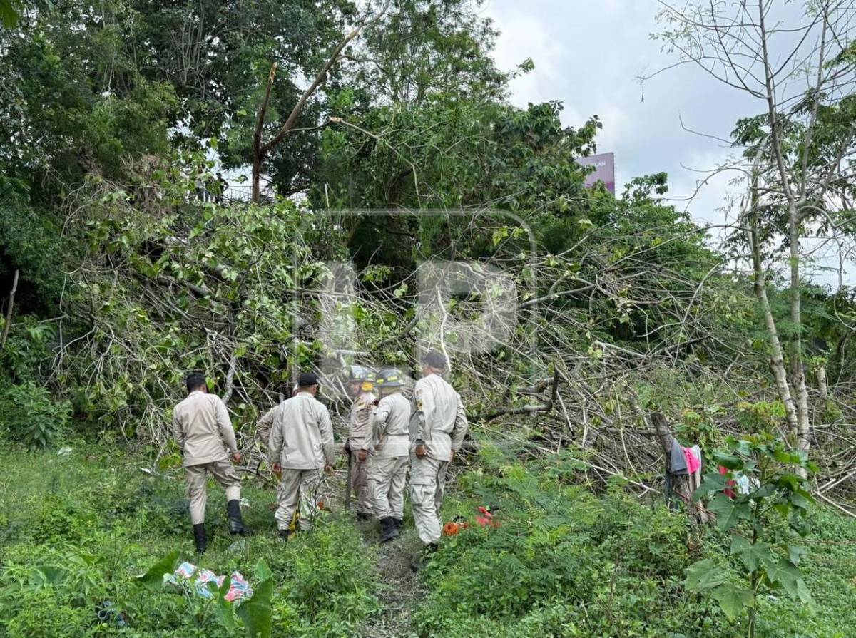 Árbol cae y mata a lavador de carros mientras dormía en los bordos de Río Blanco