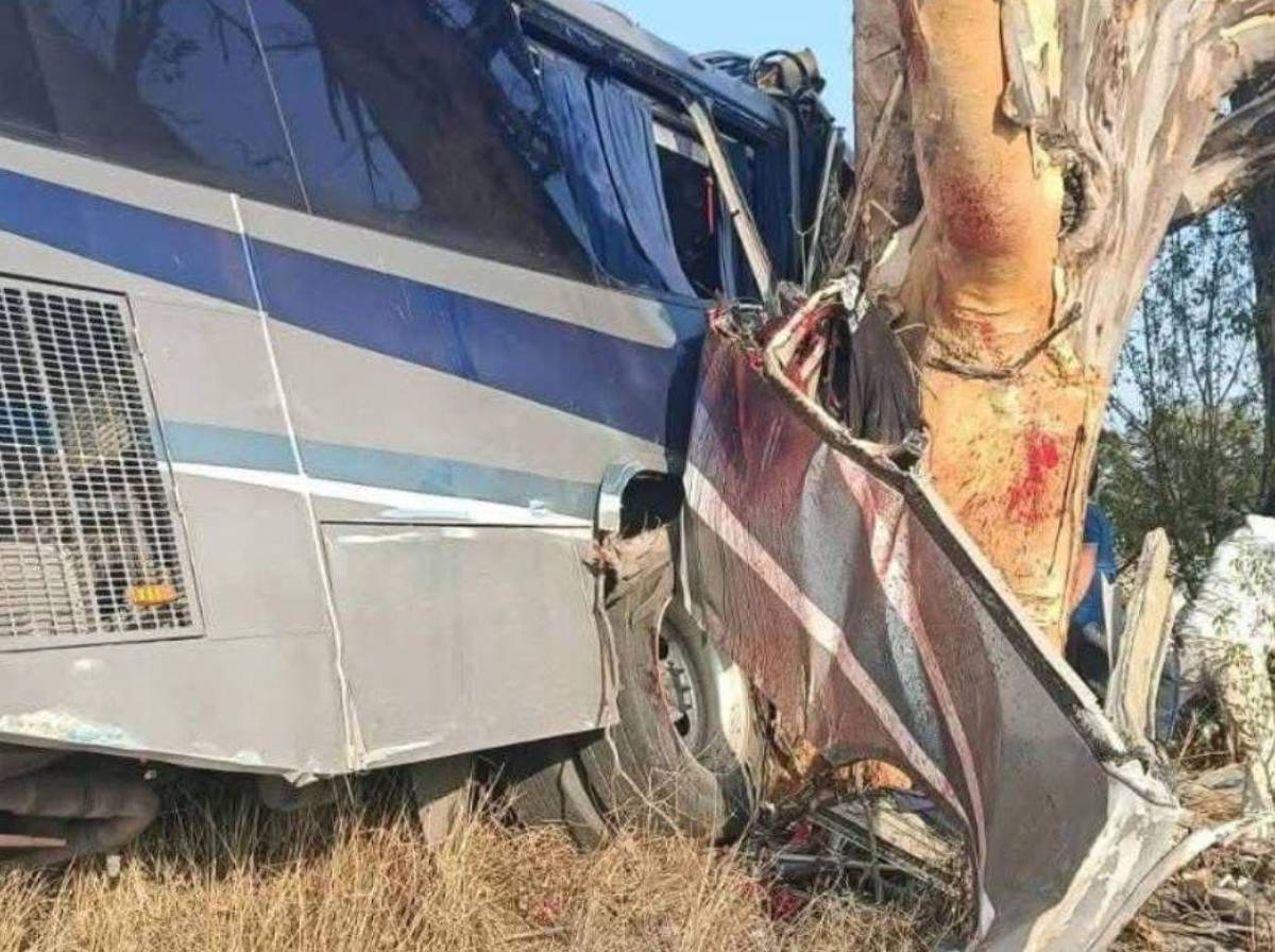 Tragedia en carretera: al menos nueve muertos tras impactar autobús contra un árbol
