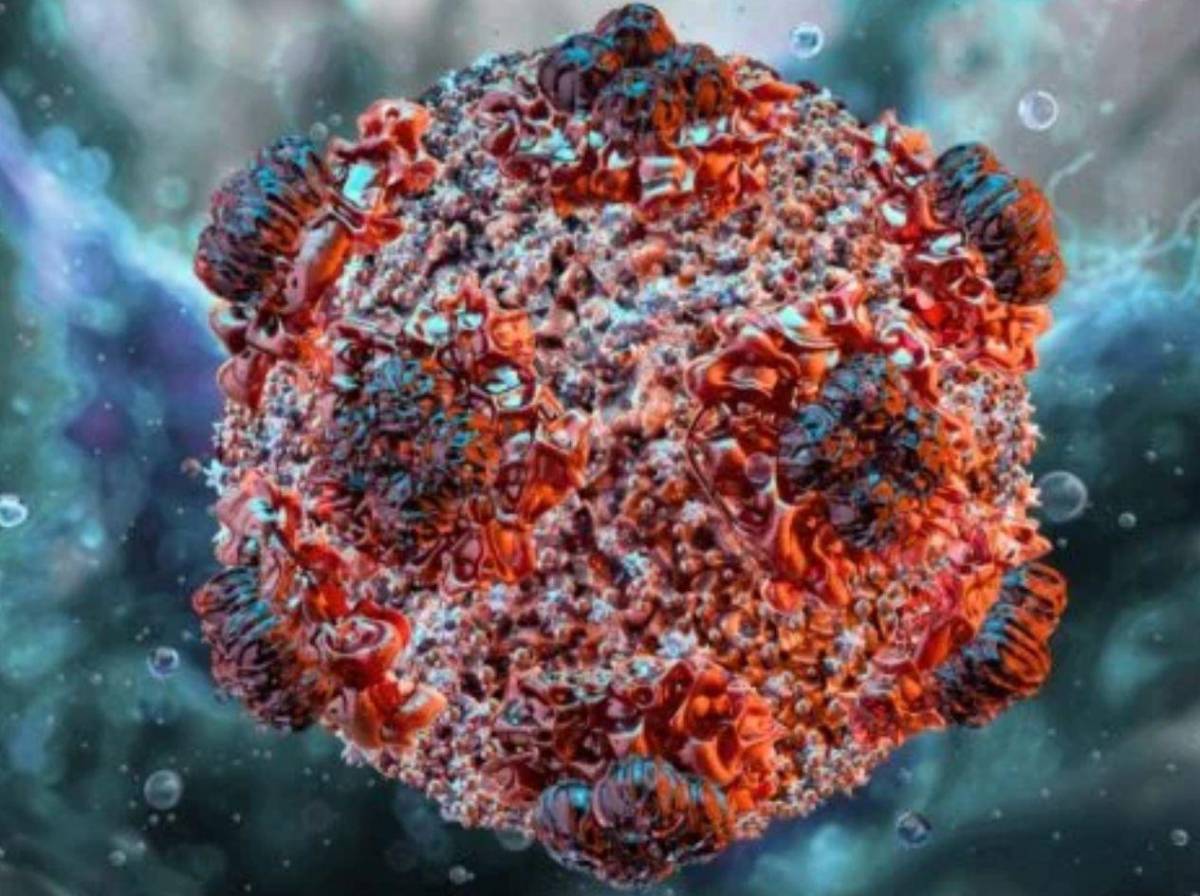 Alerta por hantavirus: qué es, cómo se transmite y cuáles son sus síntomas