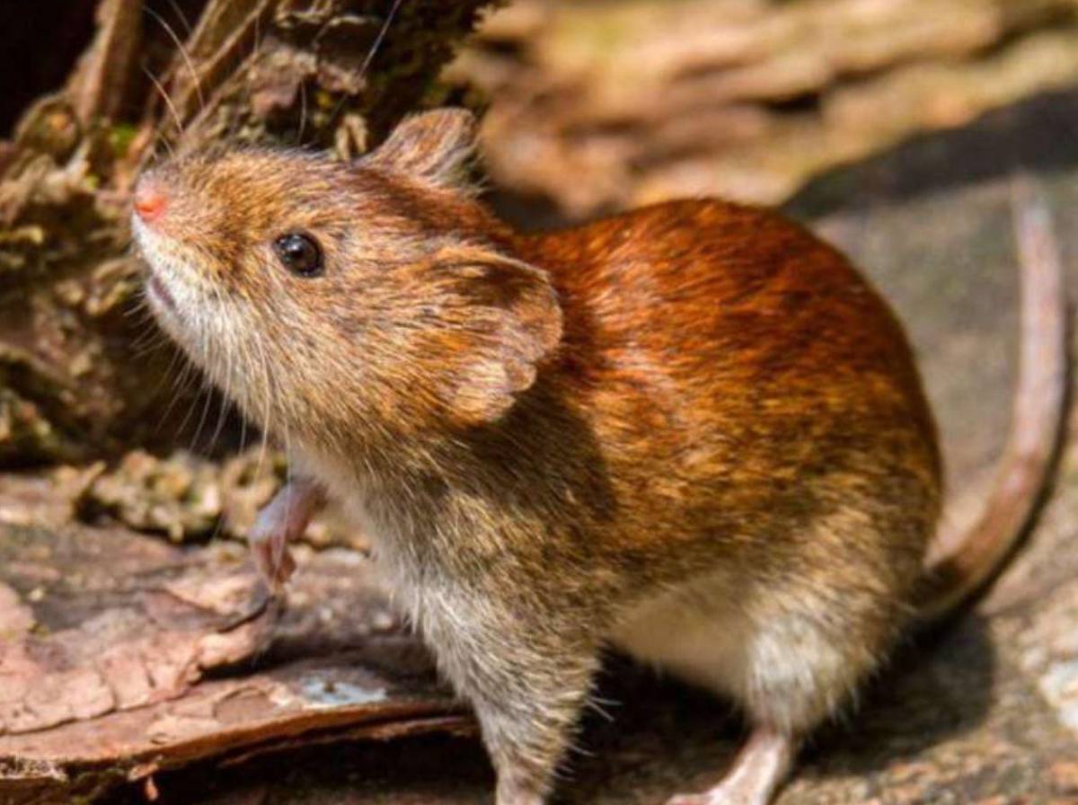 Alerta por hantavirus: qué es, cómo se transmite y cuáles son sus síntomas
