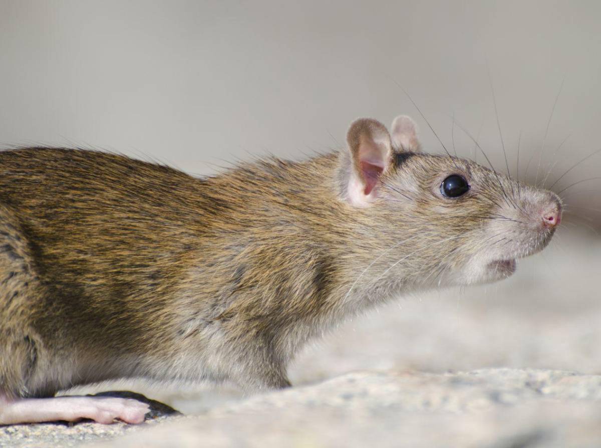 Alerta por hantavirus: qué es, cómo se transmite y cuáles son sus síntomas