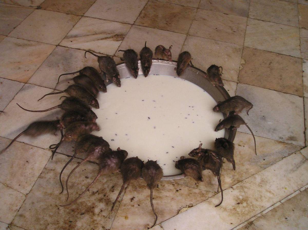 Alerta por hantavirus: qué es, cómo se transmite y cuáles son sus síntomas