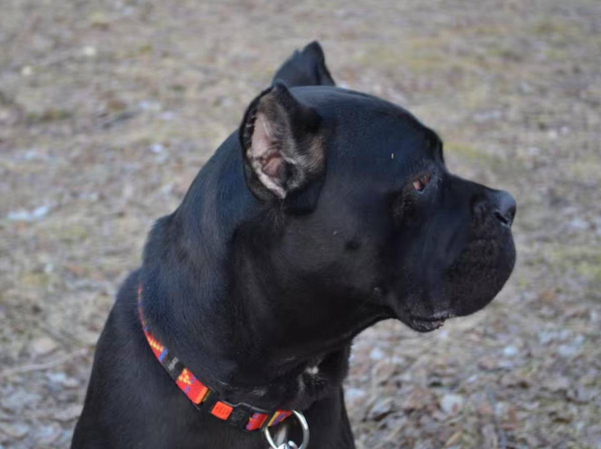 Doloroso relato del padre de Eduar, niño fallecido tras ataque de perros en Colón