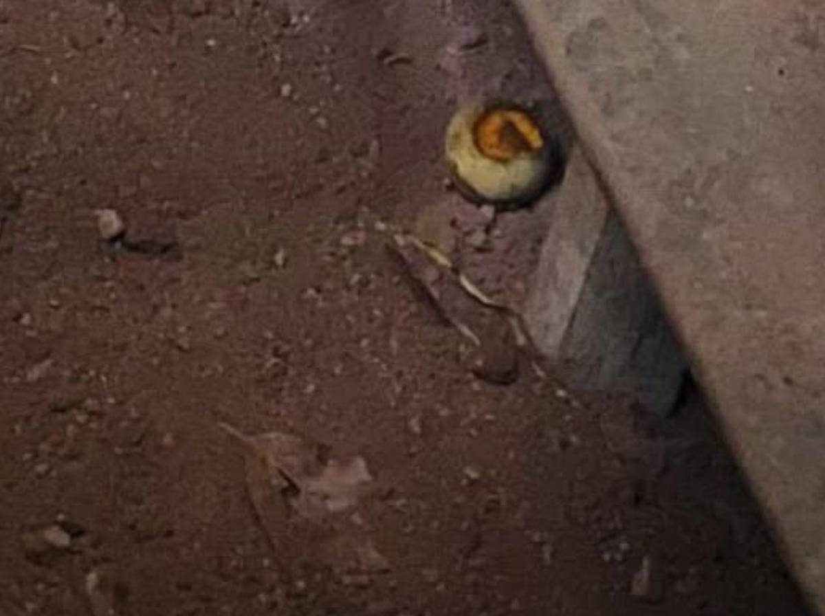 Identifican a jovencita hallada semienterrada en una vivienda de la colonia La Sosa
