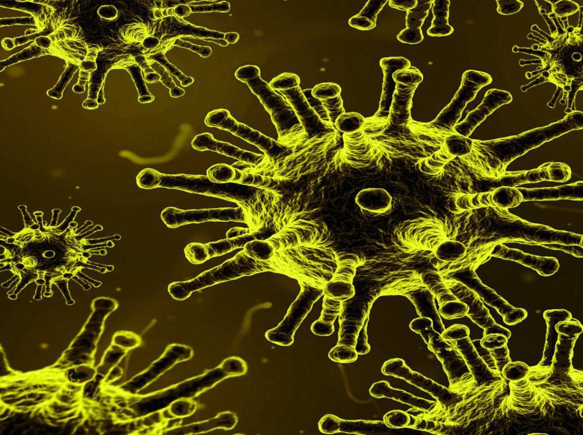 Alerta por hantavirus: qué es, cómo se transmite y cuáles son sus síntomas