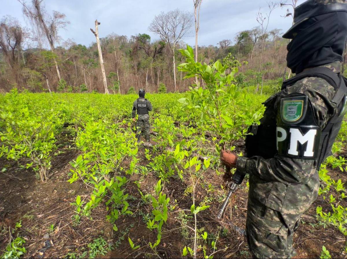 Aseguran plantación de 23,000 arbustos de hoja de coca en Olancho