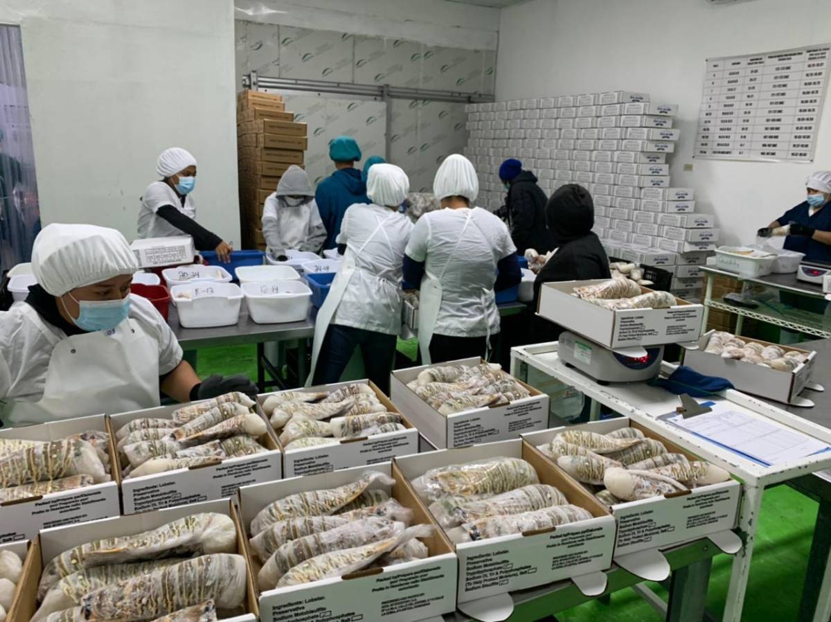 Pesca ilegal afecta la captura de langosta y camarón en el Caribe