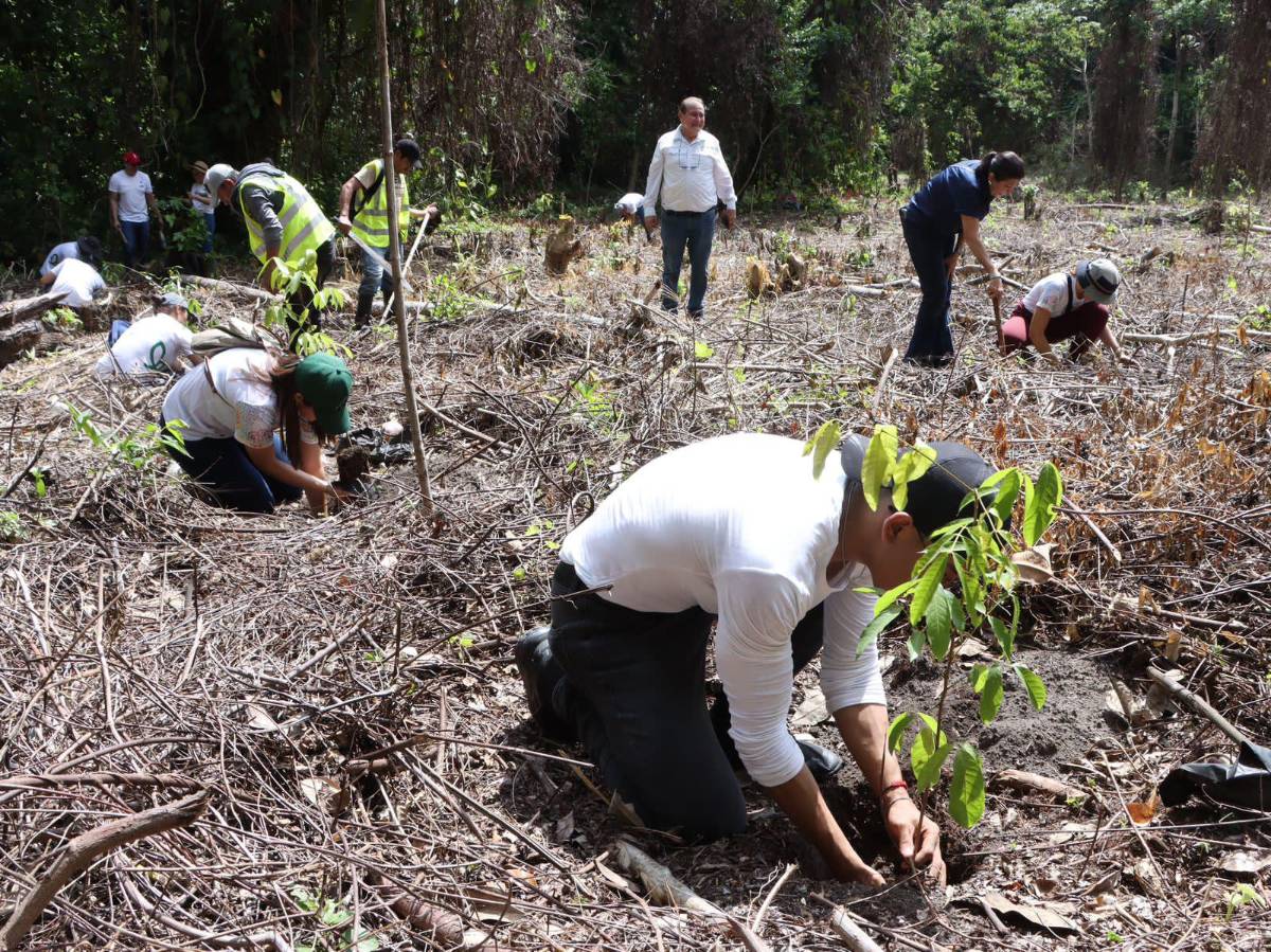 Únete al megavoluntariado por una San Pedro Sula verde