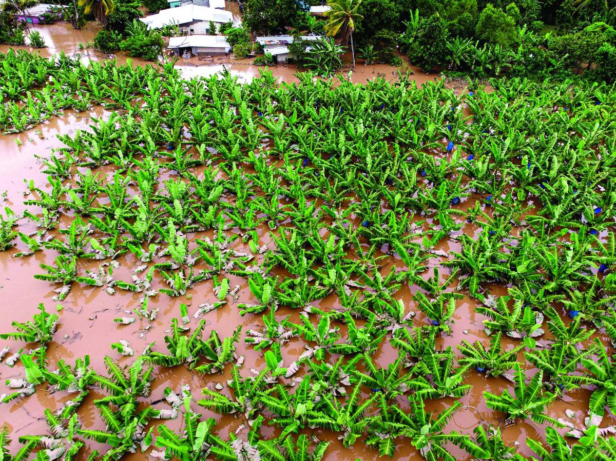 Productores de bananos reportan pérdidas de $3.7 millones al año