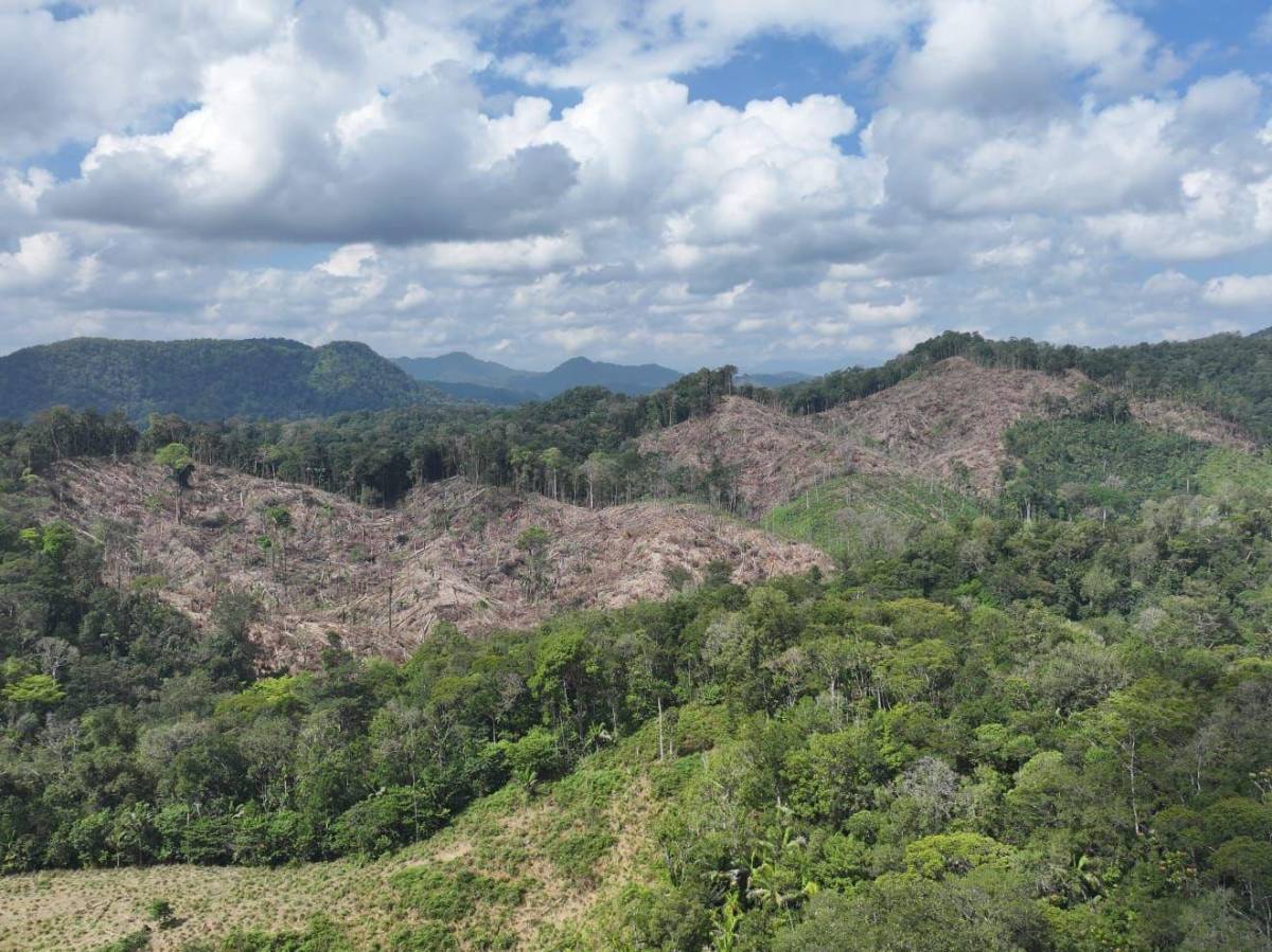La reserva de la biósfera del Río Plátano enfrenta desafíos significativos, como la deforestación.