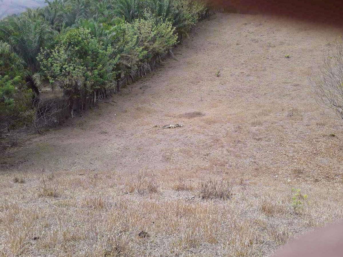 $!Zonas productoras están golpeadas por la crisis ganadera.