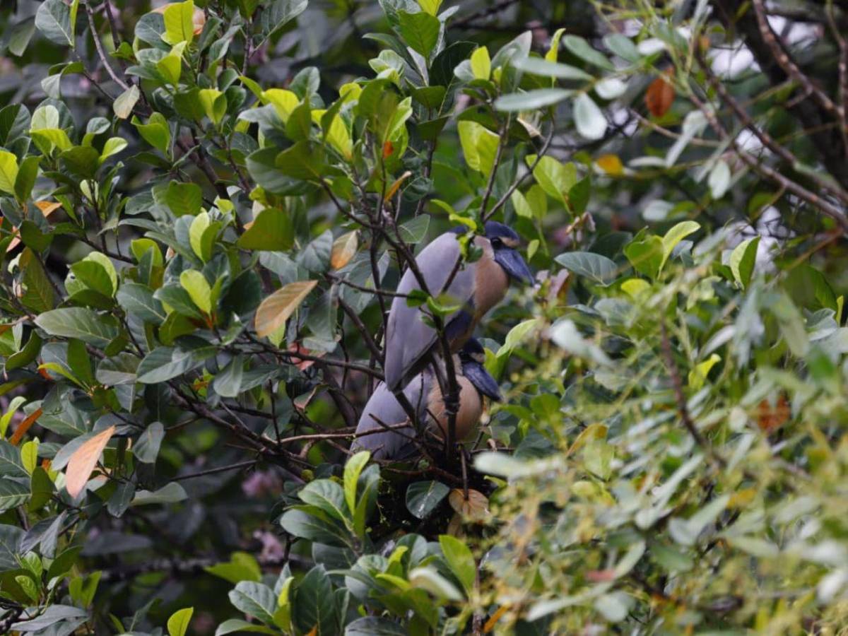 San Pedro Sula tiene su primera Reserva Natural Perpetua