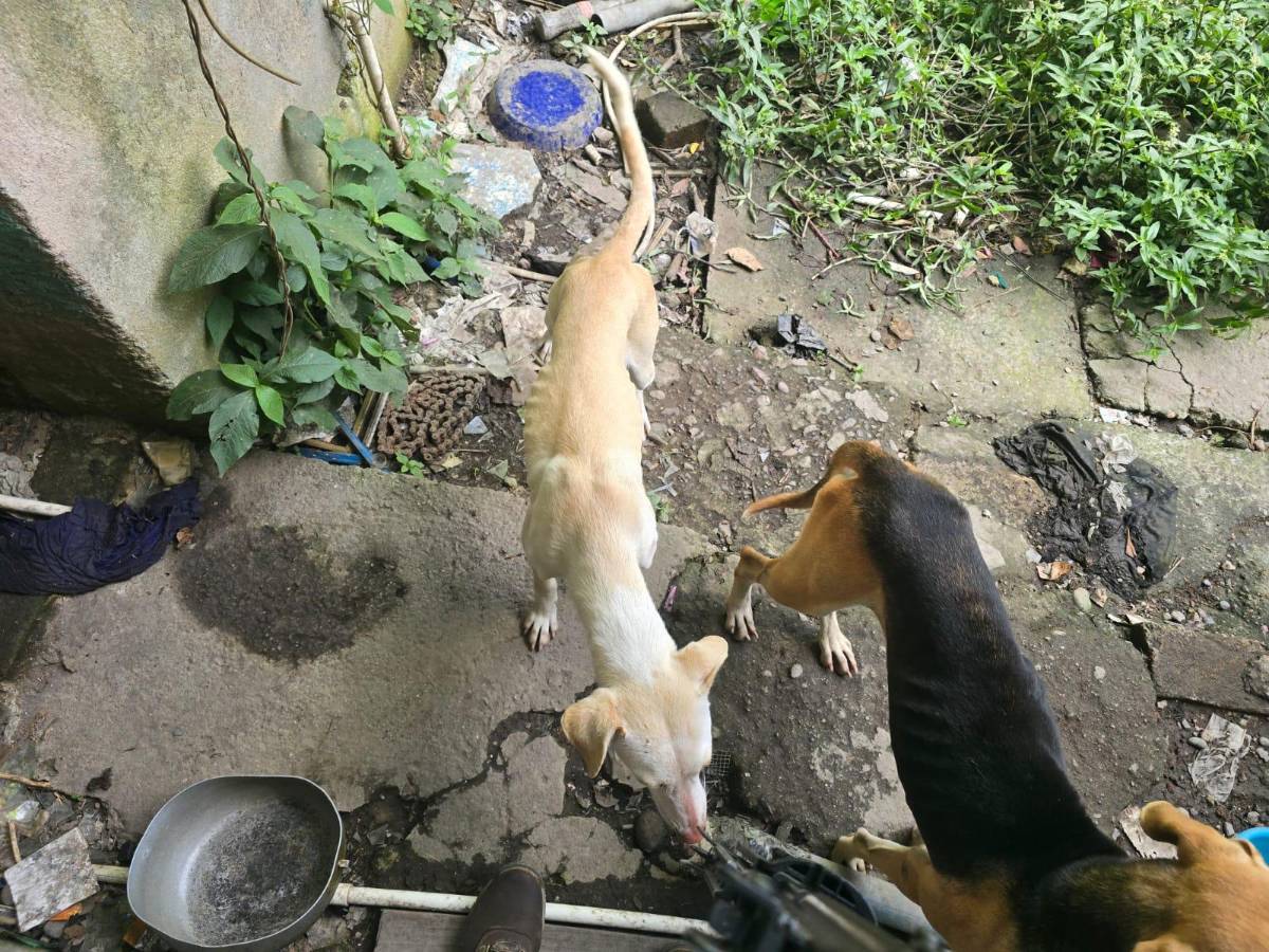 Siniestro: hallan restos de perros en casa de vendedor de tacos mexicanos en Siguatepeque
