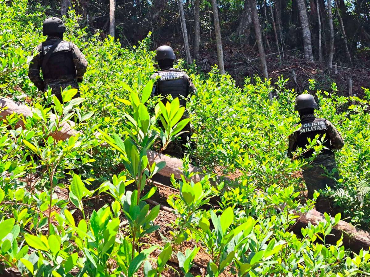 Erradican 70,000 plantas de hoja de coca