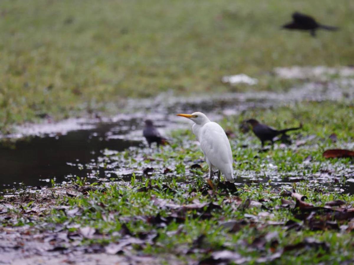 San Pedro Sula tiene su primera Reserva Natural Perpetua