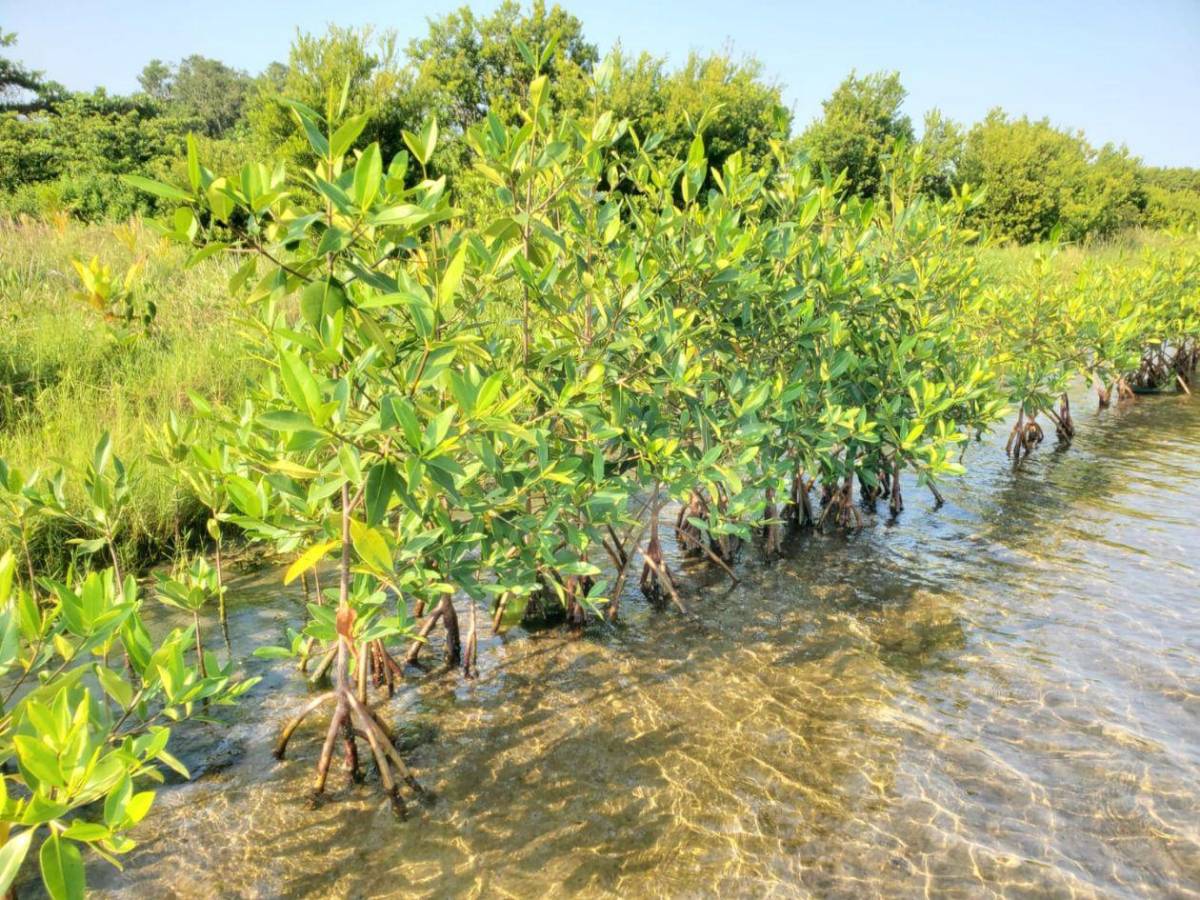 Regresa a la vida la laguna de Centeno con 37,000 mangles en Omoa