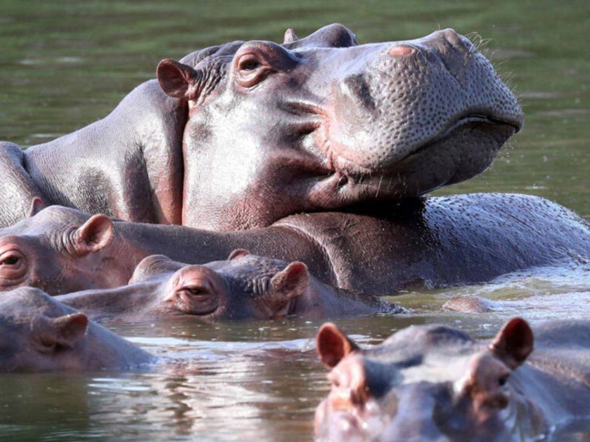 Invasión sin control: los hipopótamos de Pablo Escobar un riesgo para los colombianos