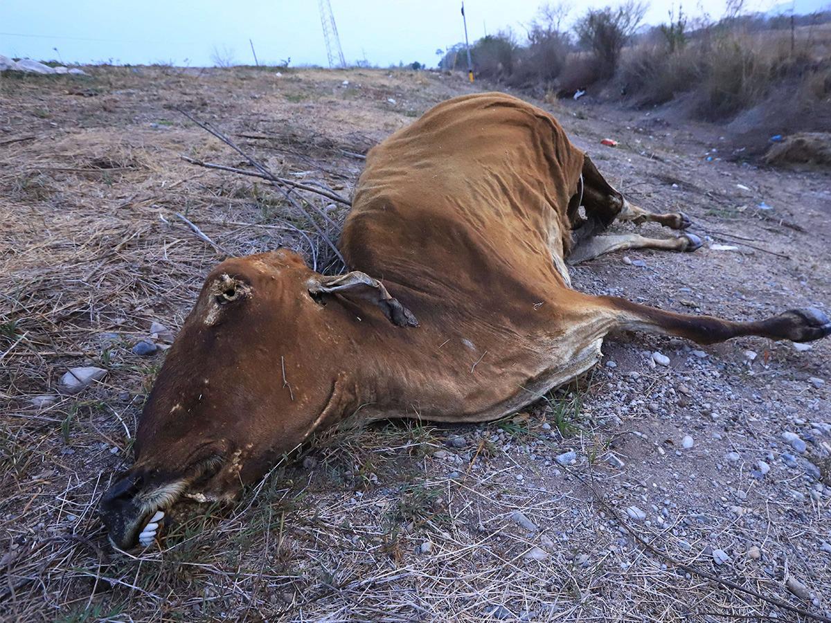 $!En busca de pasto y agua las vacas mueren ante la sequía que impera en los potreros, donde aseguran que no ha llovido desde hace seis meses.