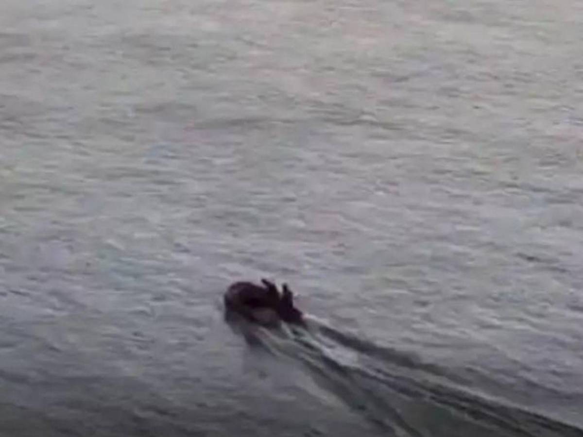 ¿Quiénes eran los hondureños que murieron ahogados en el río Mississippi?