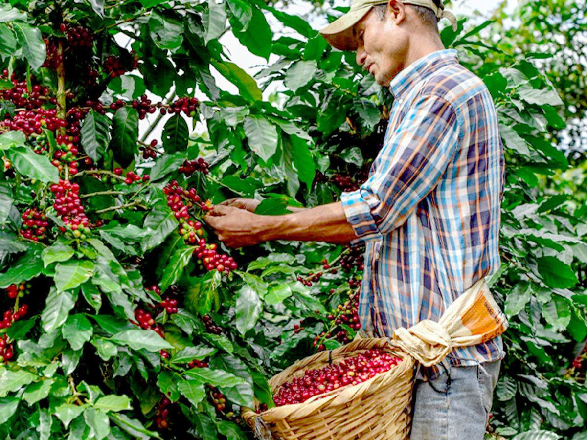 Un cortador de café con su canasta en la cintura, por la cual están cobrando hasta 100 lempiras.
