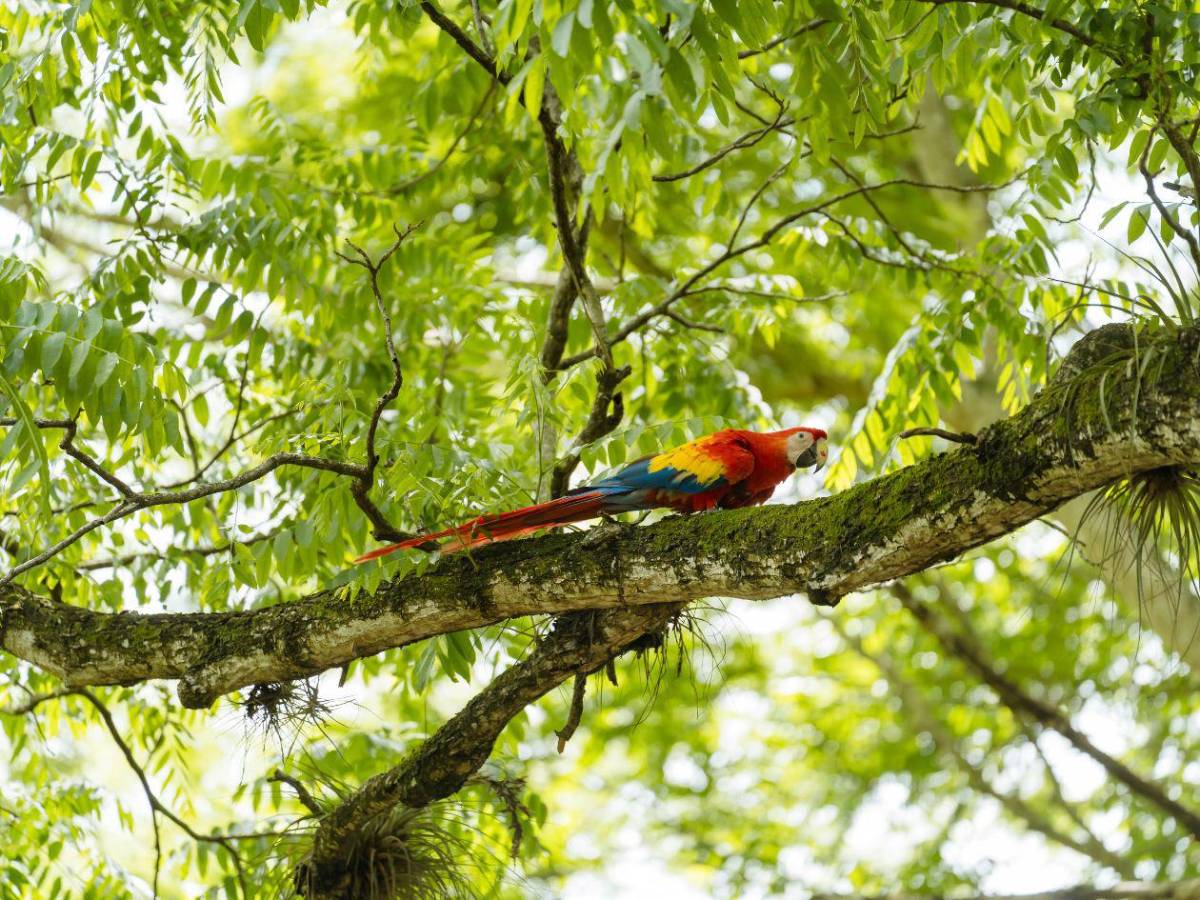 La vida se abre paso en Copán: nacen nuevos polluelos de guacamaya roja