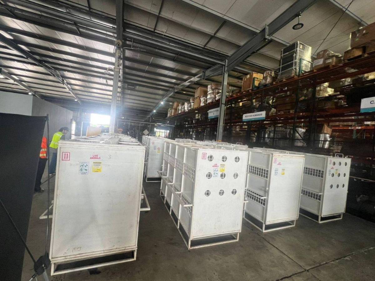 Esta es la razón por la que Honduras reubica ocho grandes felinos en EEUU