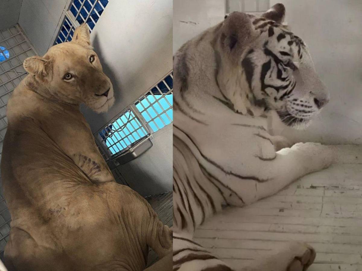 Esta es la razón por la que Honduras reubica ocho grandes felinos en EEUU