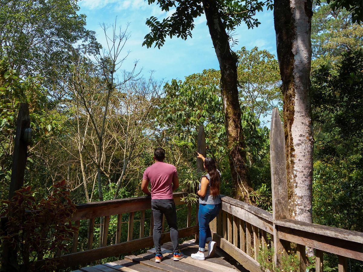 Finca Santa Isabel, un paraíso donde conviven la biodiversidad y la producción de café de alta calidad.
