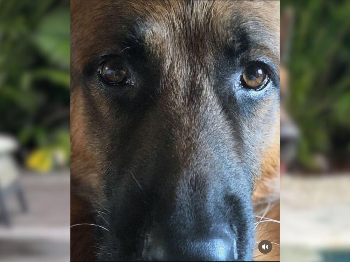 Protagonista de ‘Pedro, El Escamoso’, destrozado tras la muerte de su “hijo”