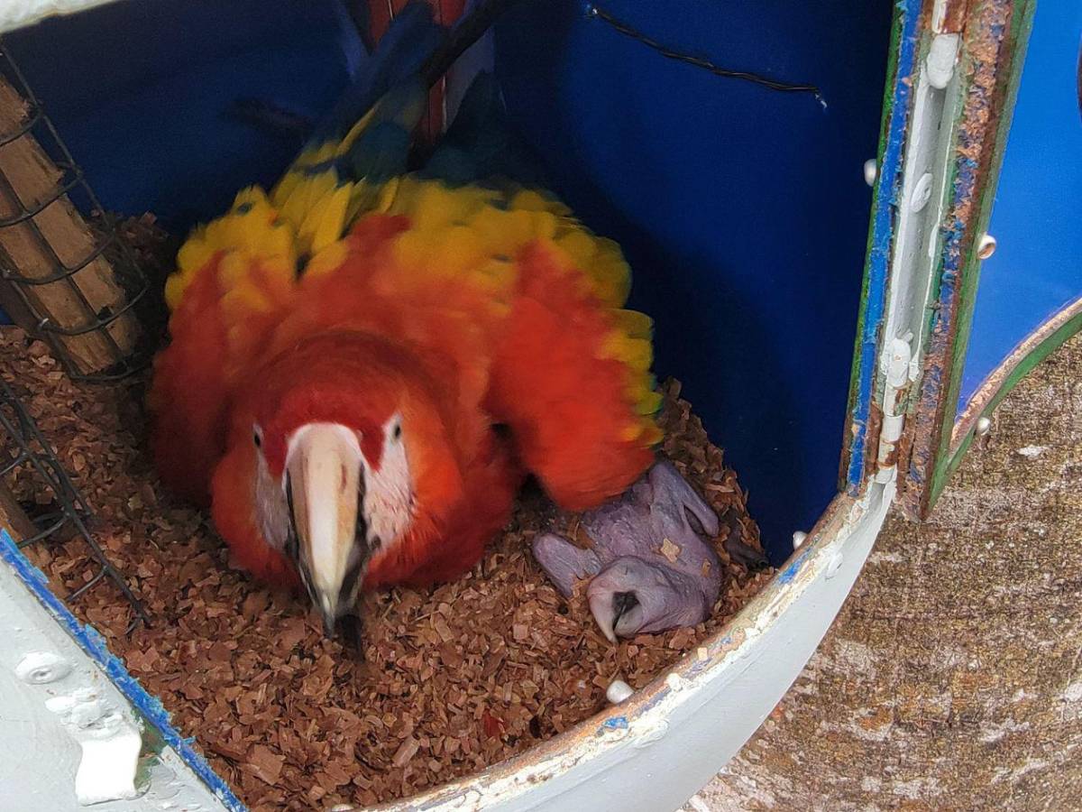 La vida se abre paso en Copán: nacen nuevos polluelos de guacamaya roja