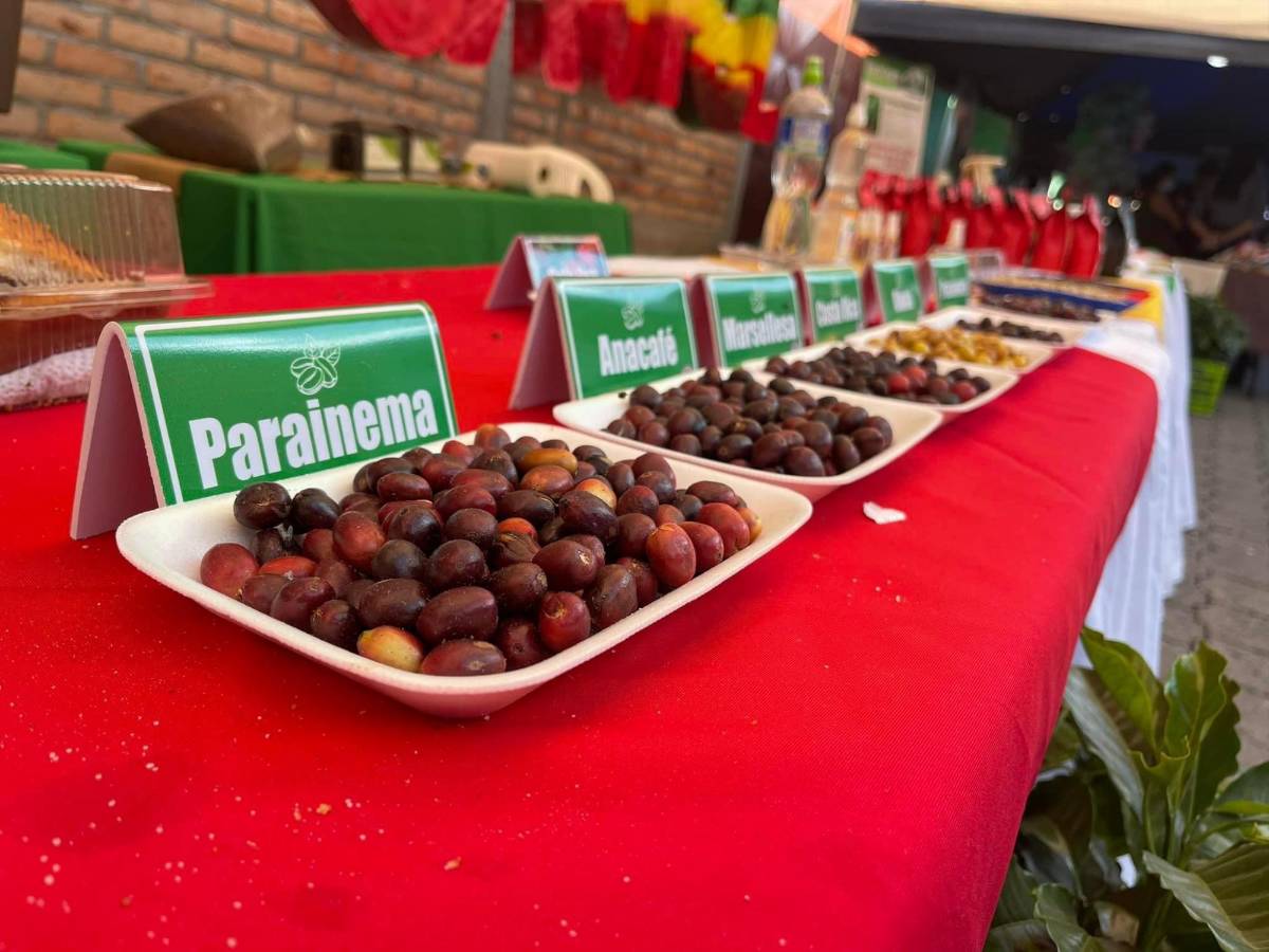 El Segundo Festival de Café de Santa Fe, Ocotepeque, exhibirá a los mejores cafés cultivados en la zona occidental de Honduras.