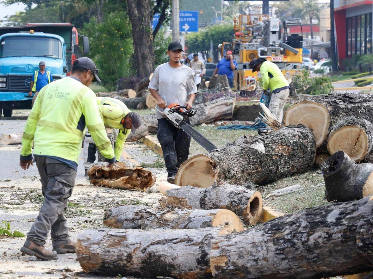 Crimen ambiental en la avenida circunvalación de San Pedro Sula