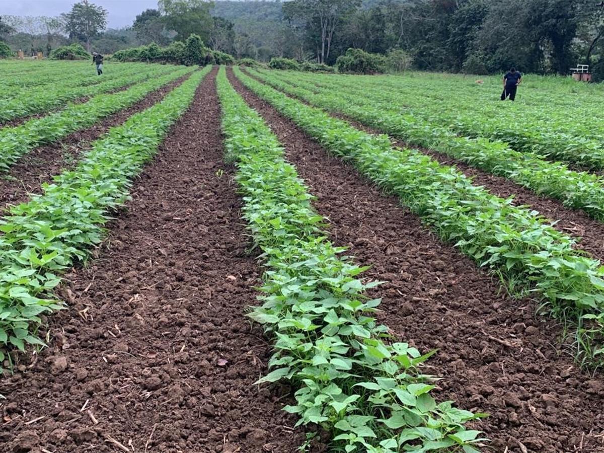 La reactivación de 11,500 unidades productivas generó 750 mil empleos temporales en el campo.