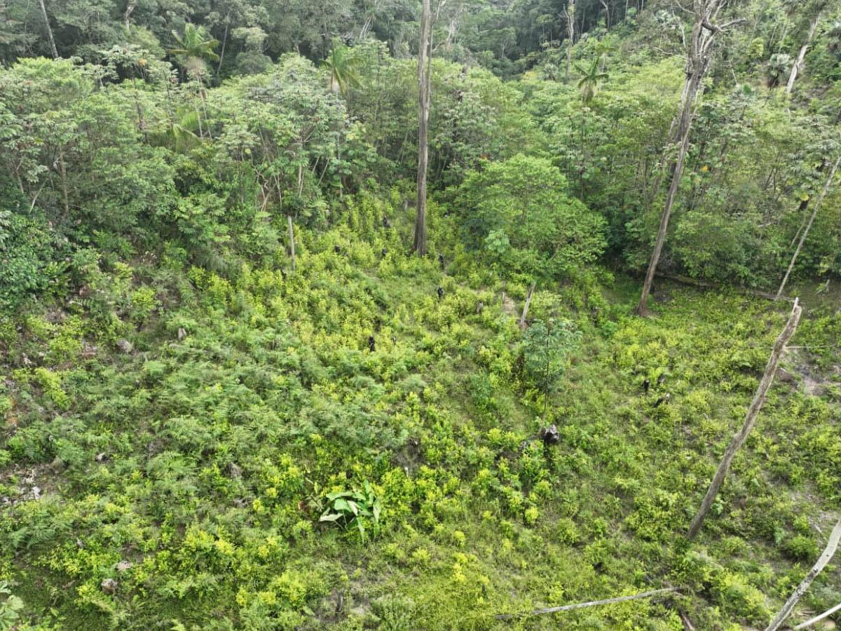 Ejército asegura cuatro plantaciones de coca y marihuana en Yoro